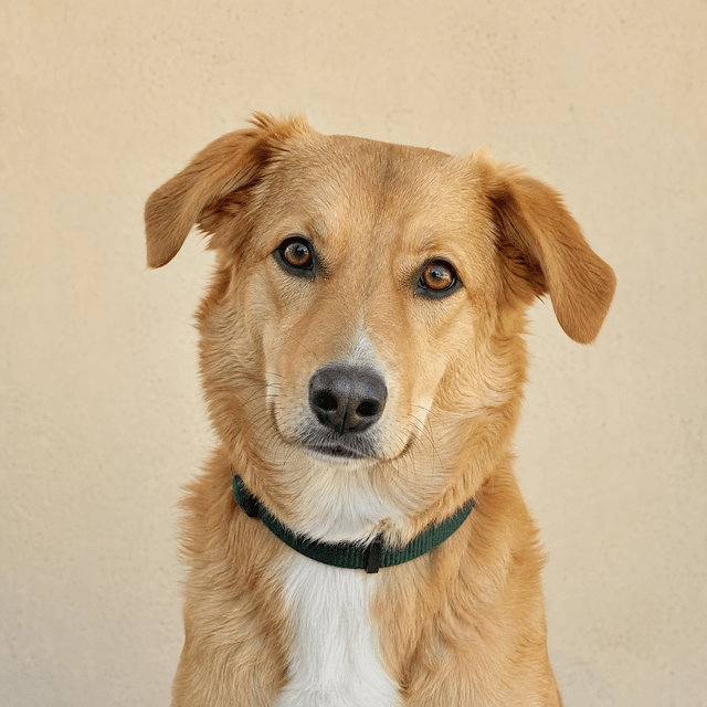 Pipoca, perfil demonstrativo de pet